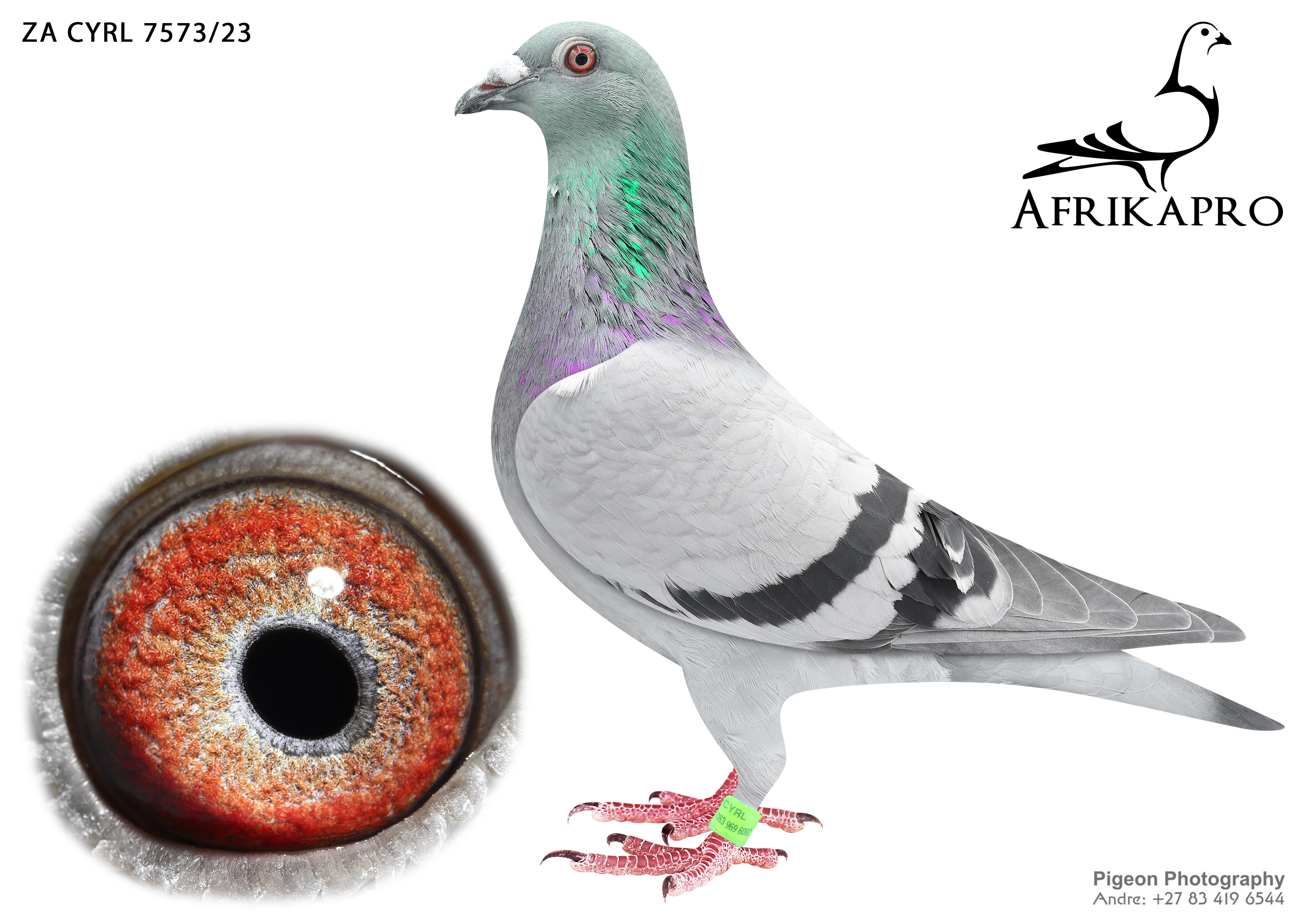 AFRIKAPRO - Teams