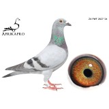 AFRIKAPRO - Teams